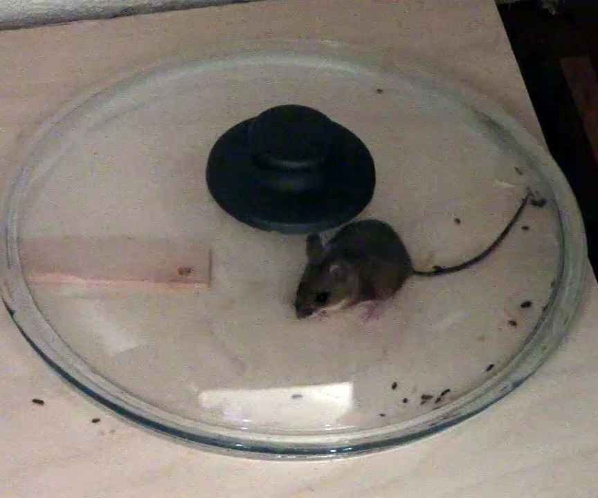 Ingeniously Simple Mousetrap