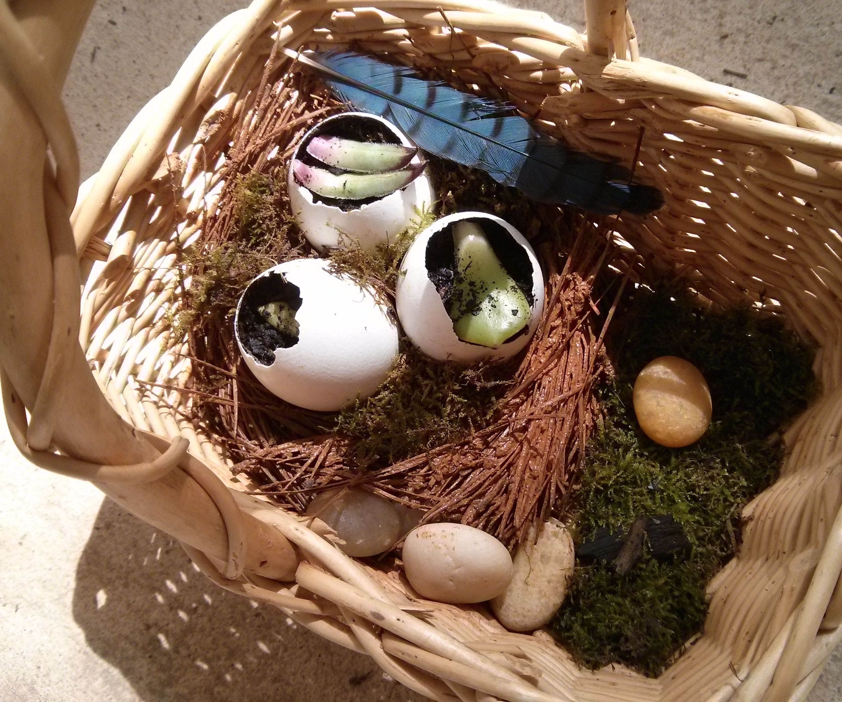 Bird's Nest Plant Pot