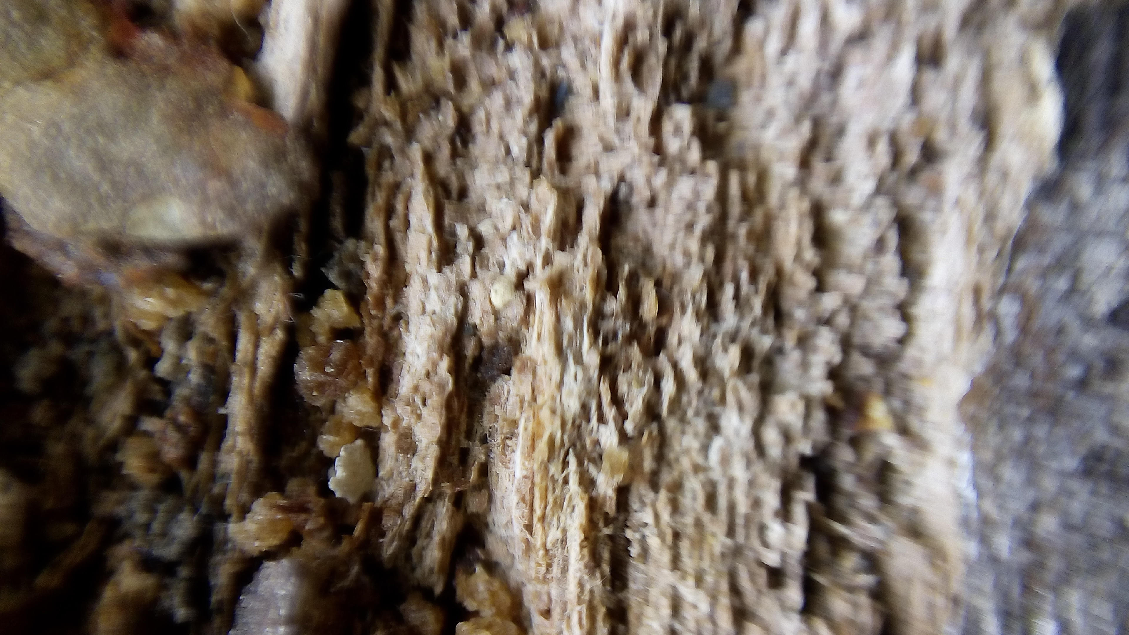 Smartphone  + Water Drop = Macro Photography