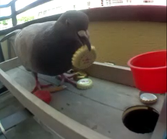 Vending Machine for Birds