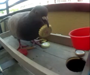 Vending Machine for Birds