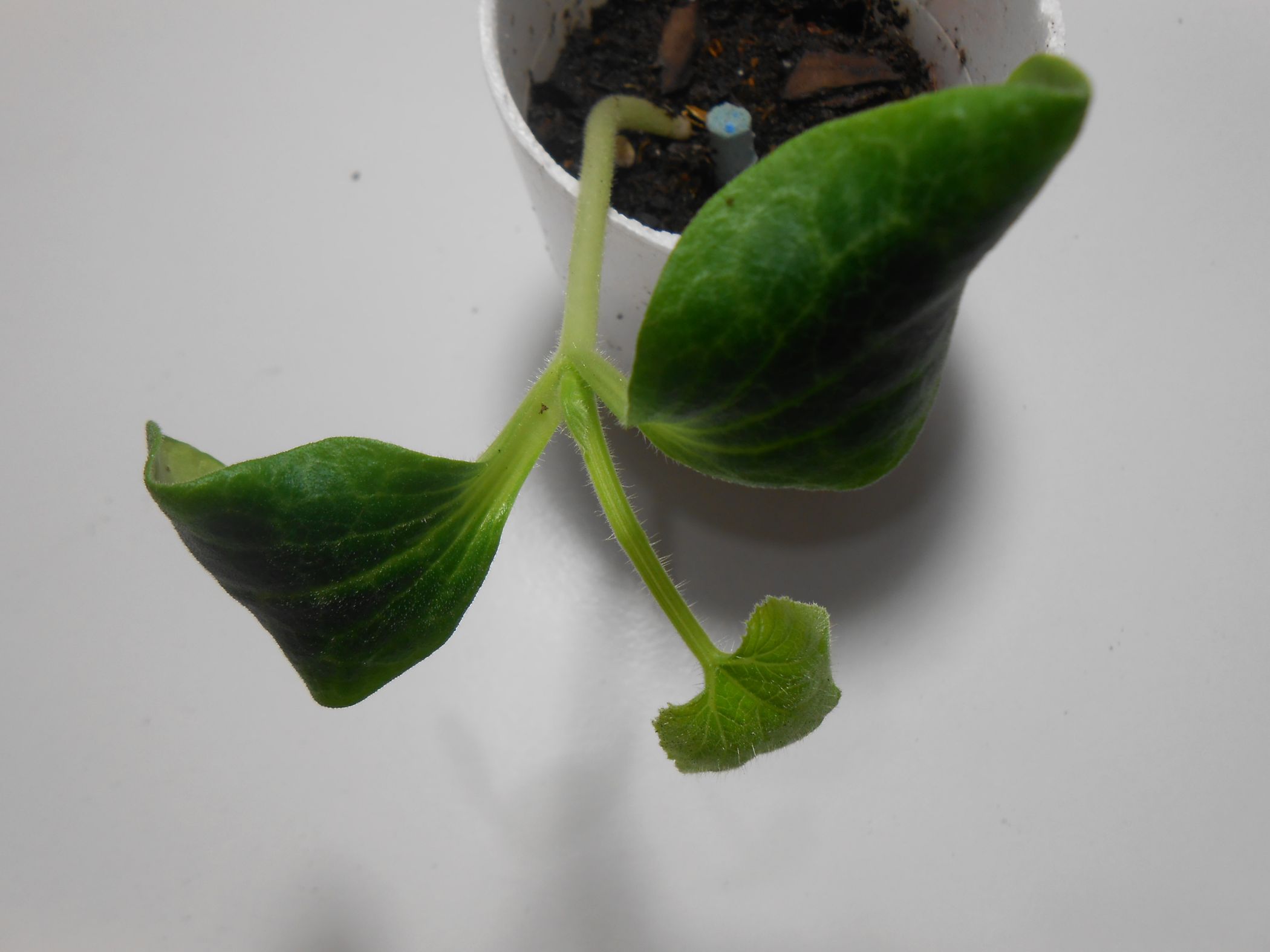 How to Grow Yellow Squash in Containers Instructables