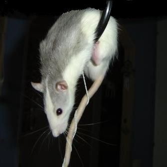 Closet_RAt