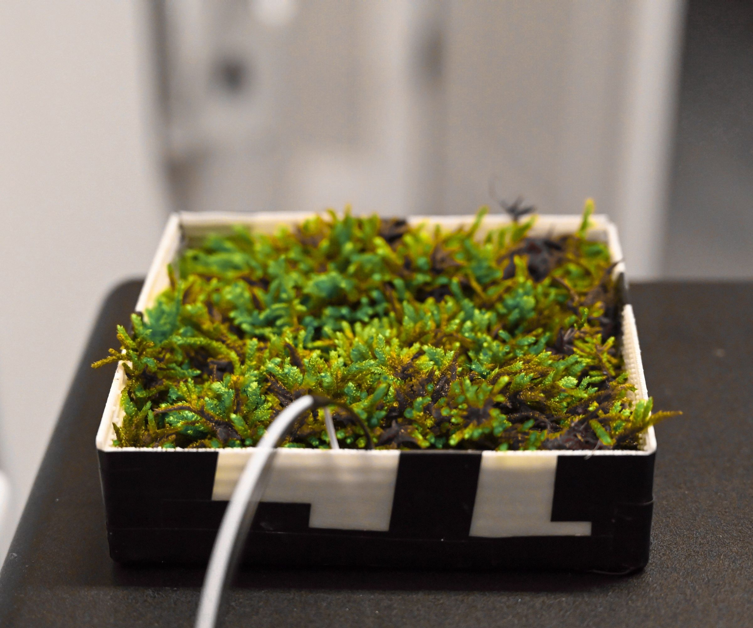 Indoor Moss Microbial Fuel Cell