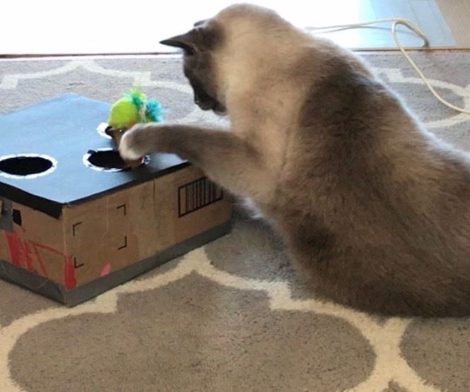Interactive Cat Toy