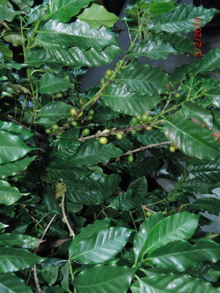 DIY Coffee Harvest