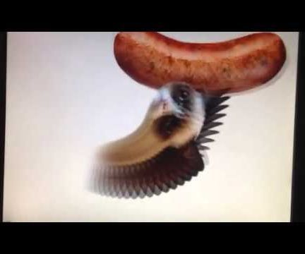 Cat Chasing Sausage (Adobe Flash Actionscript Animation)