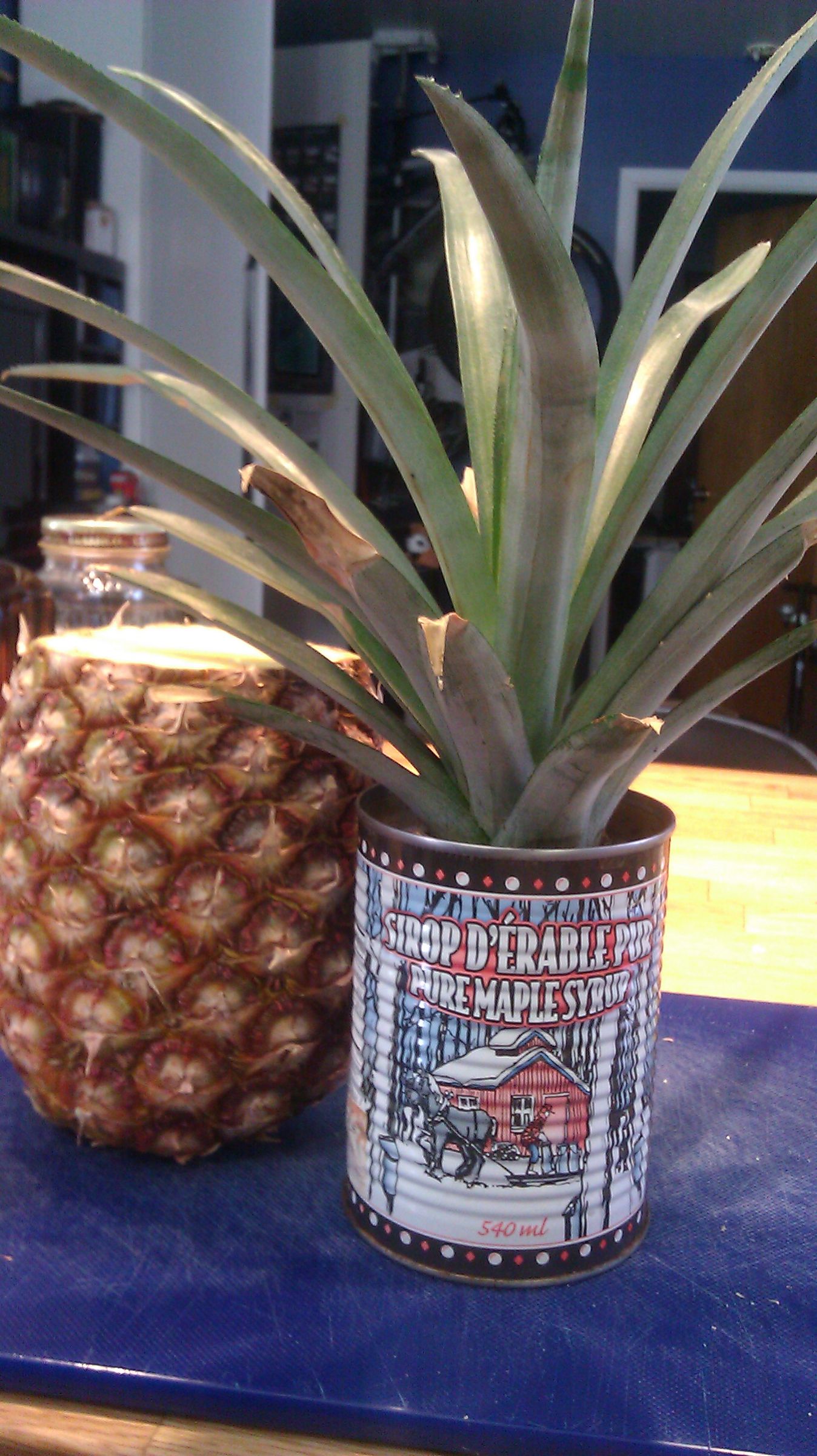 Start an Ananas Plant