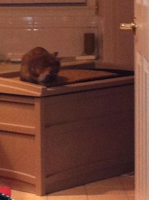 Simple Hidden Kitty Restroom