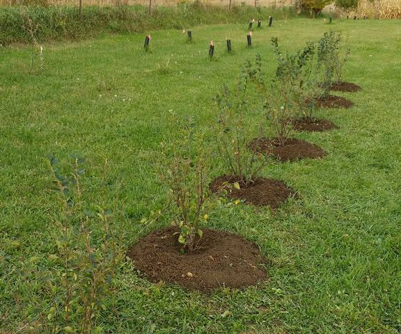 Planting Shrubs in Autumn 