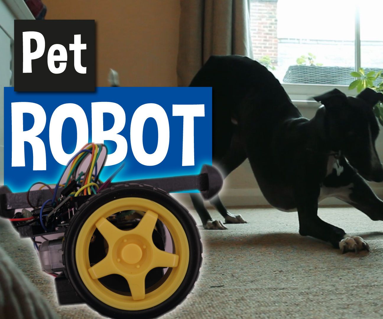 Pet Robot Ball