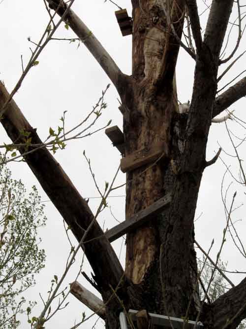 Cutting Down a Tree in Pieces : 21 Steps - Instructables