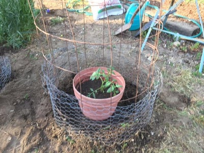 Plant Your Tomatoes and Protect the Perimeter
