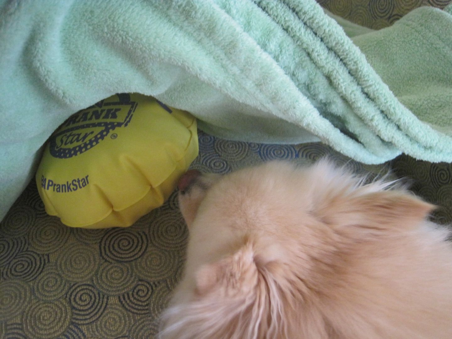 How to Make an Official Tom Brady Deflategate Whoopee Cushion 6 Steps