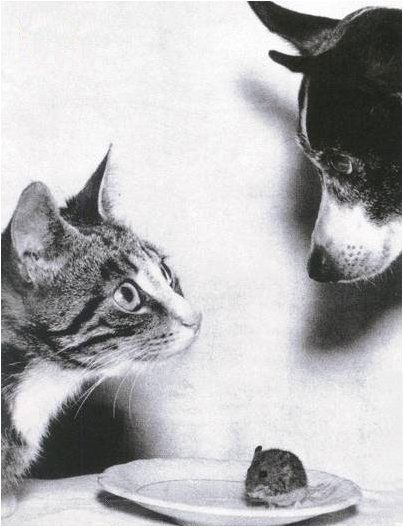 Why Cats Are Better Than Dogs...