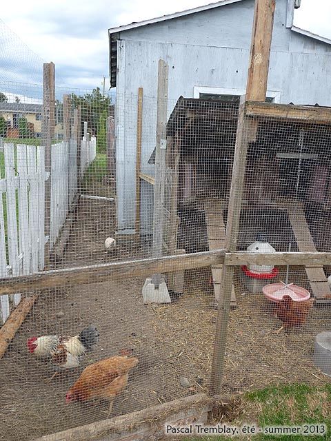 Aviary - How to Build Chicken Run and Aviary