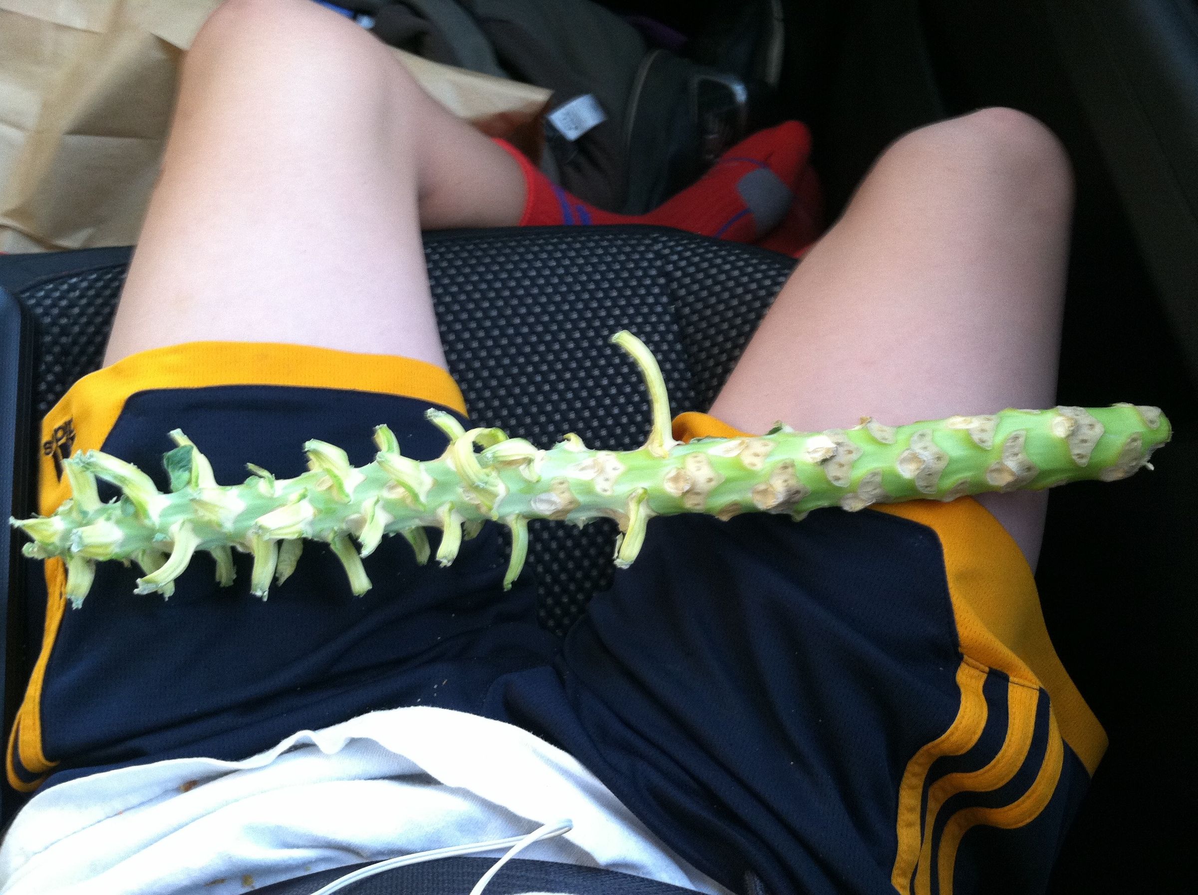 Brussel Sprout Stem Club