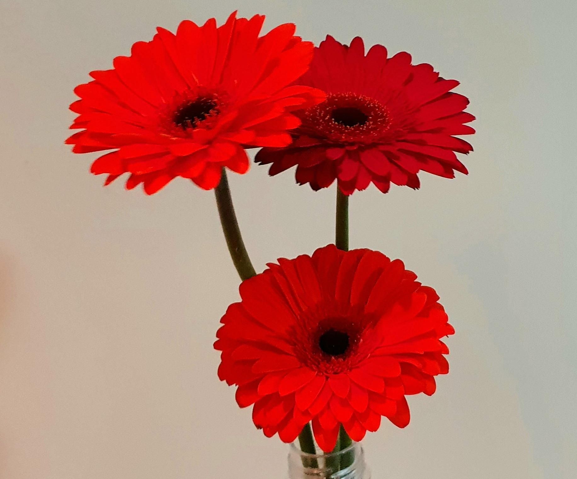 Growing Gerberas Daisys on a Balcony (Cheaply)