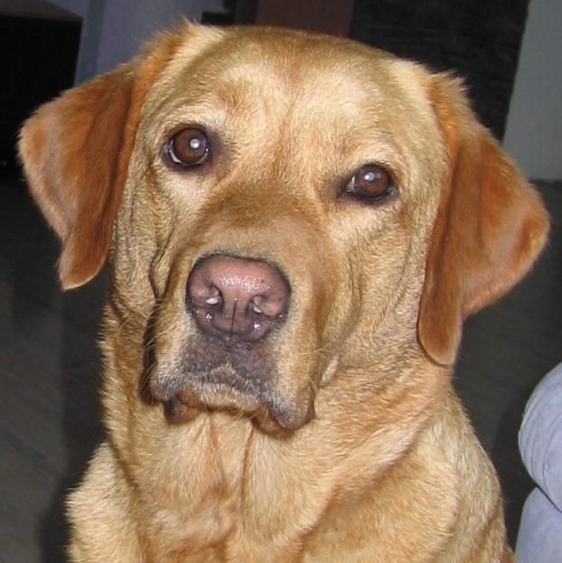 ShaggyDog18