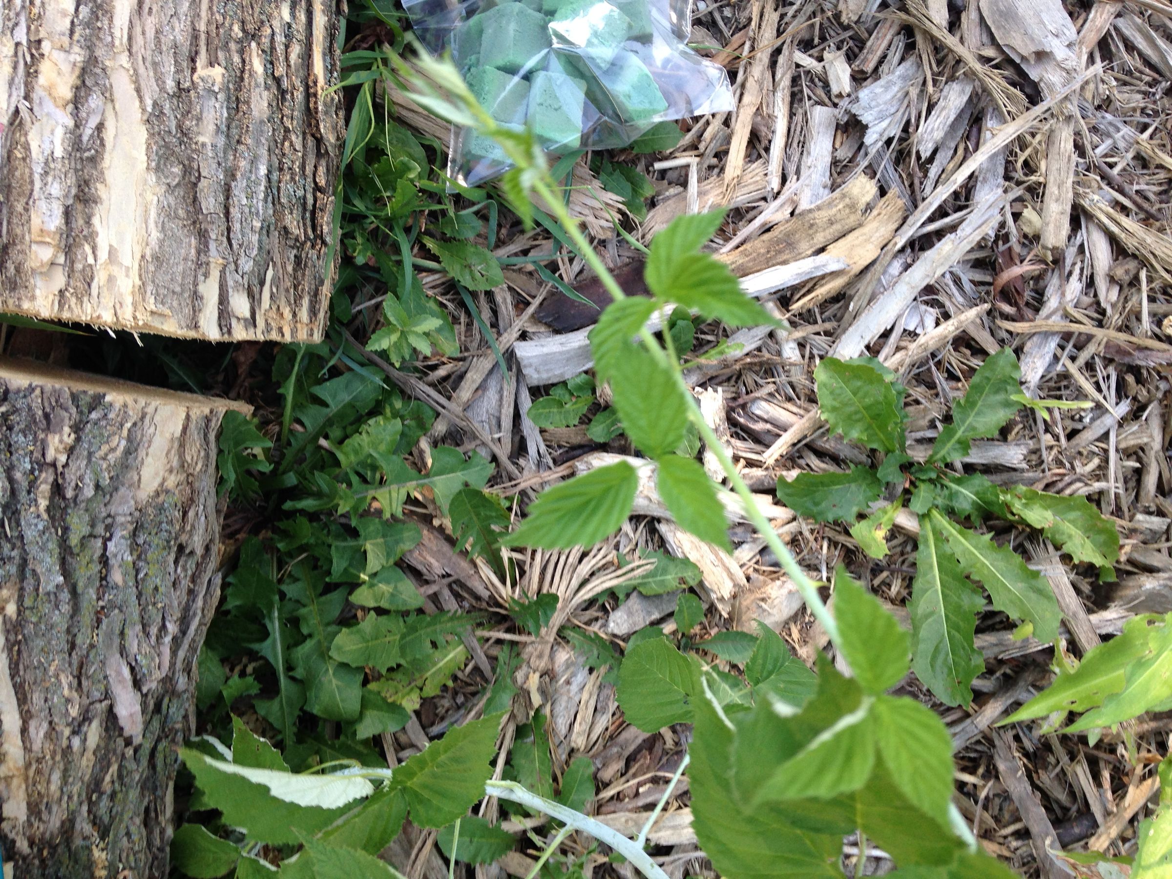 Rooting Cuttings in Florist Wet Foam 4 Steps (with Pictures