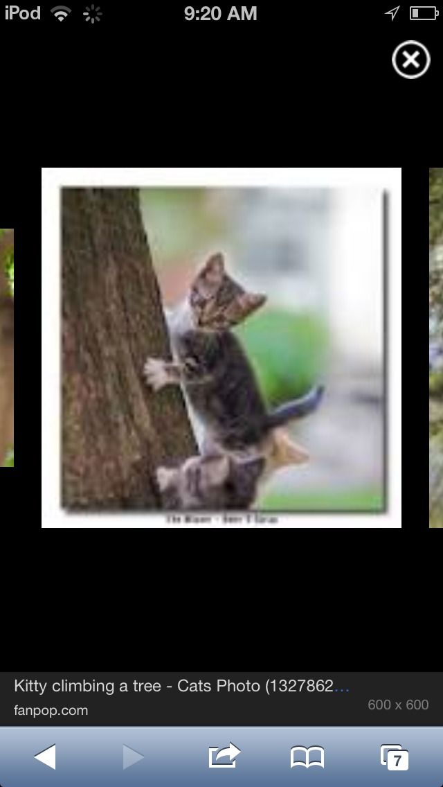 How to Teach Your Kitten to Climb