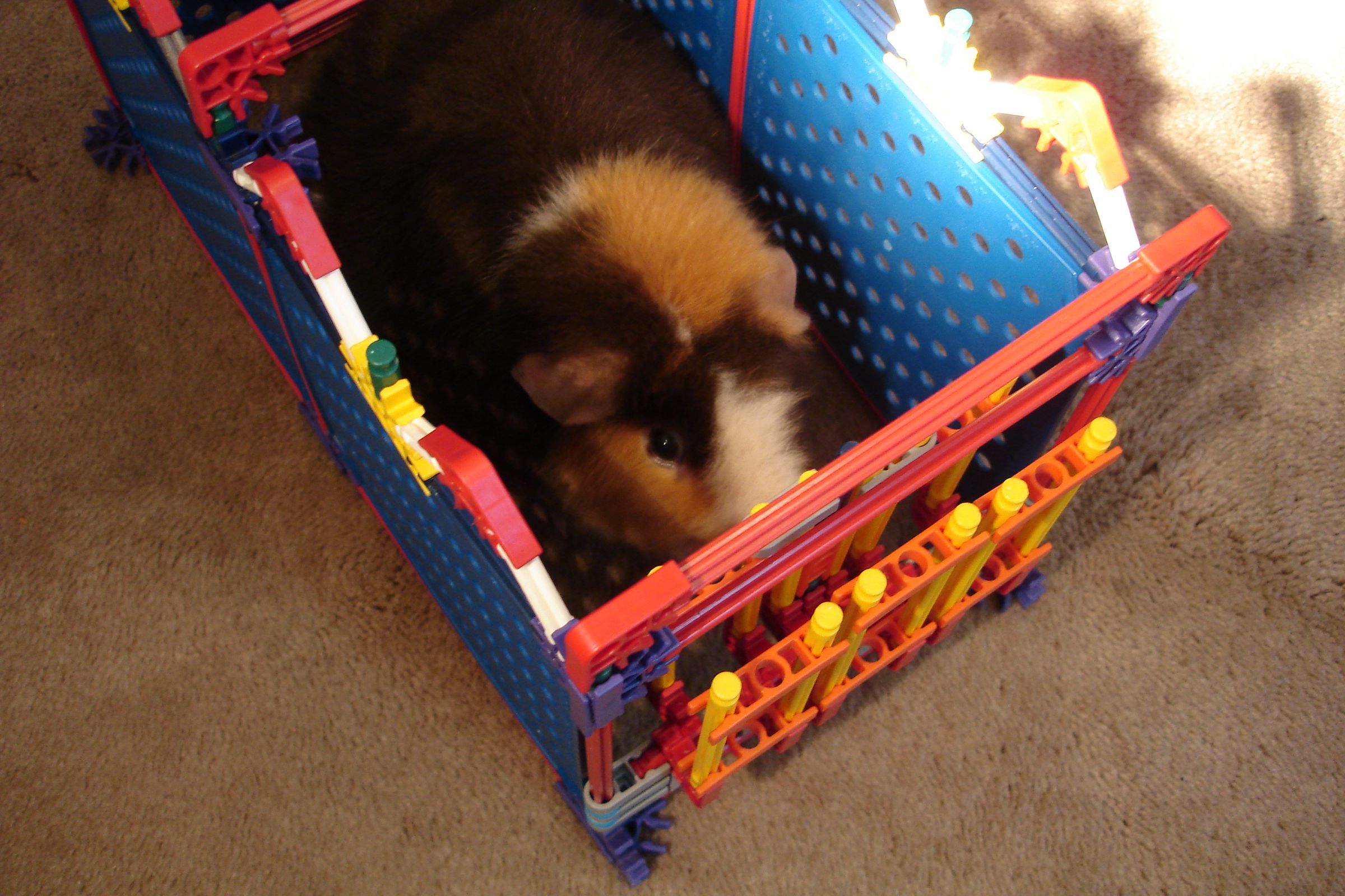 Knex Guinea Pig Trap
