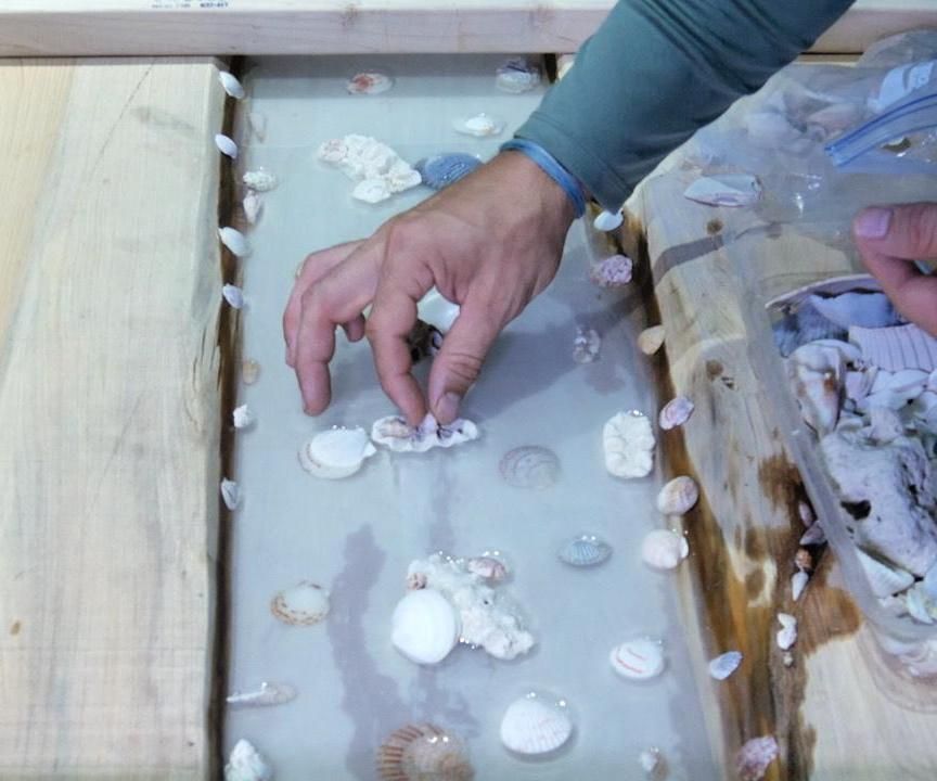 How to Set Seashells in Resin