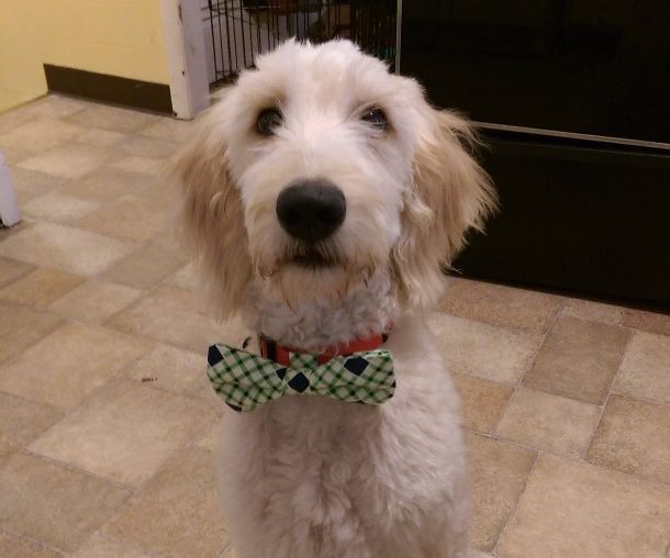 Doggie Bow Tie