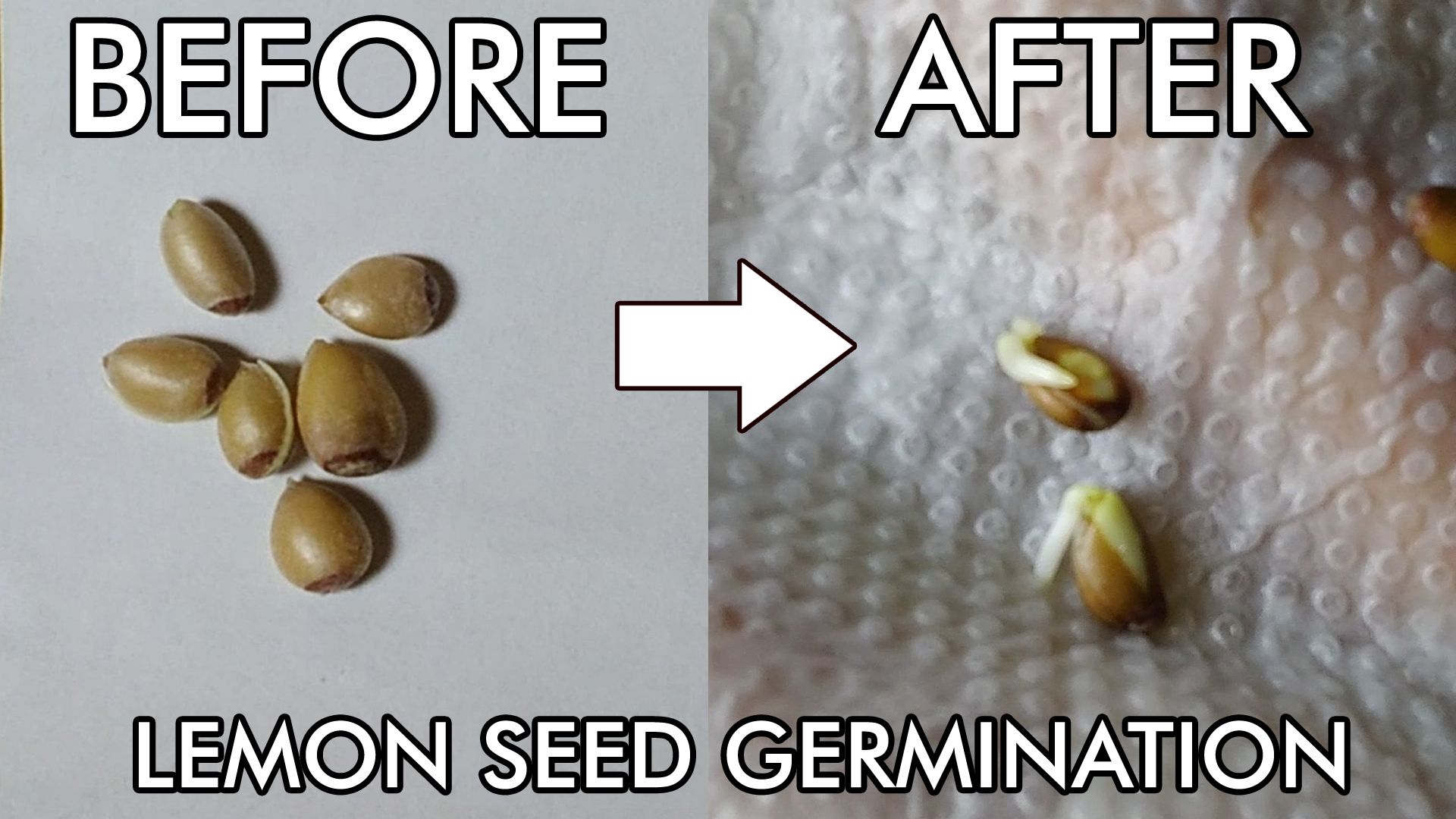 How to Grow Lemon Plant From Seed 3 Steps Instructables