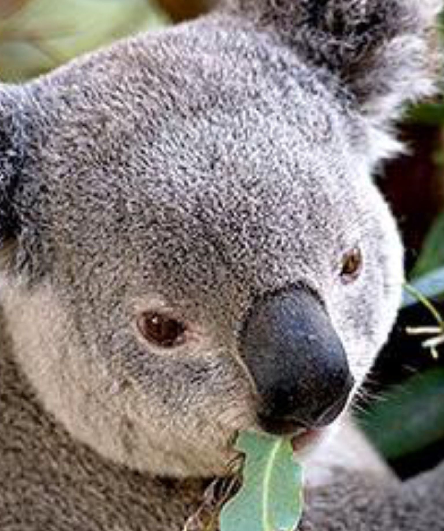 ilovekoalas