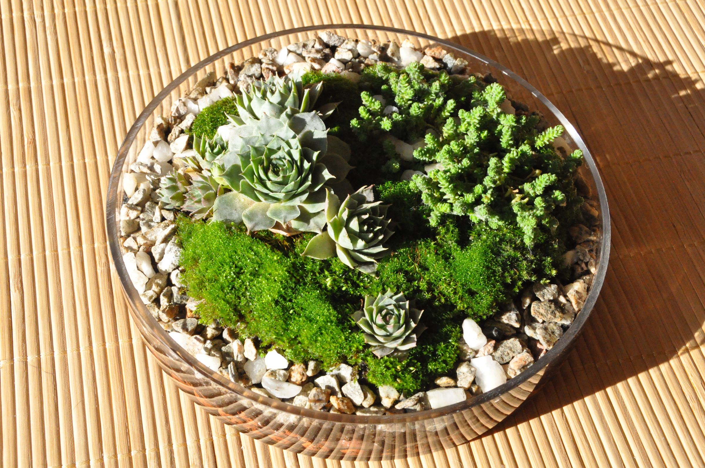 Plant Terrarium Basics. 5 Steps (with Pictures) Instructables