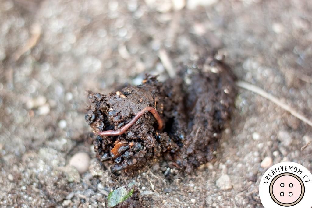 Feed the Worms and Care for Them