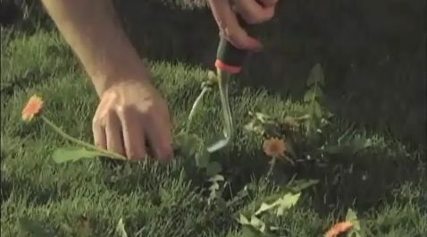 Speedy Weed Removal