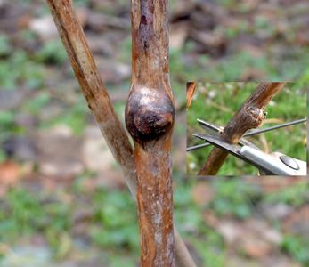 CUT AWAY THE SICK PLANTS