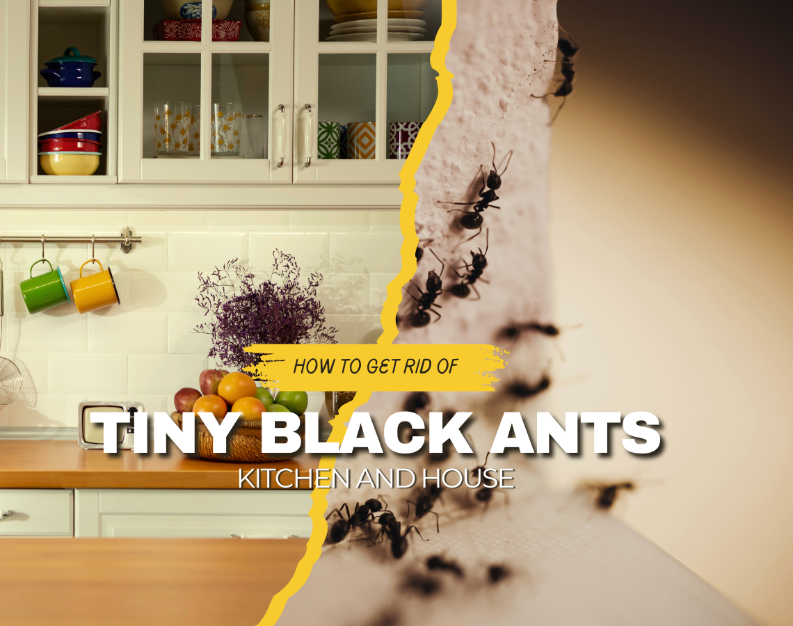 How to get rid of tiny black ants in your kitchen cheap and natural