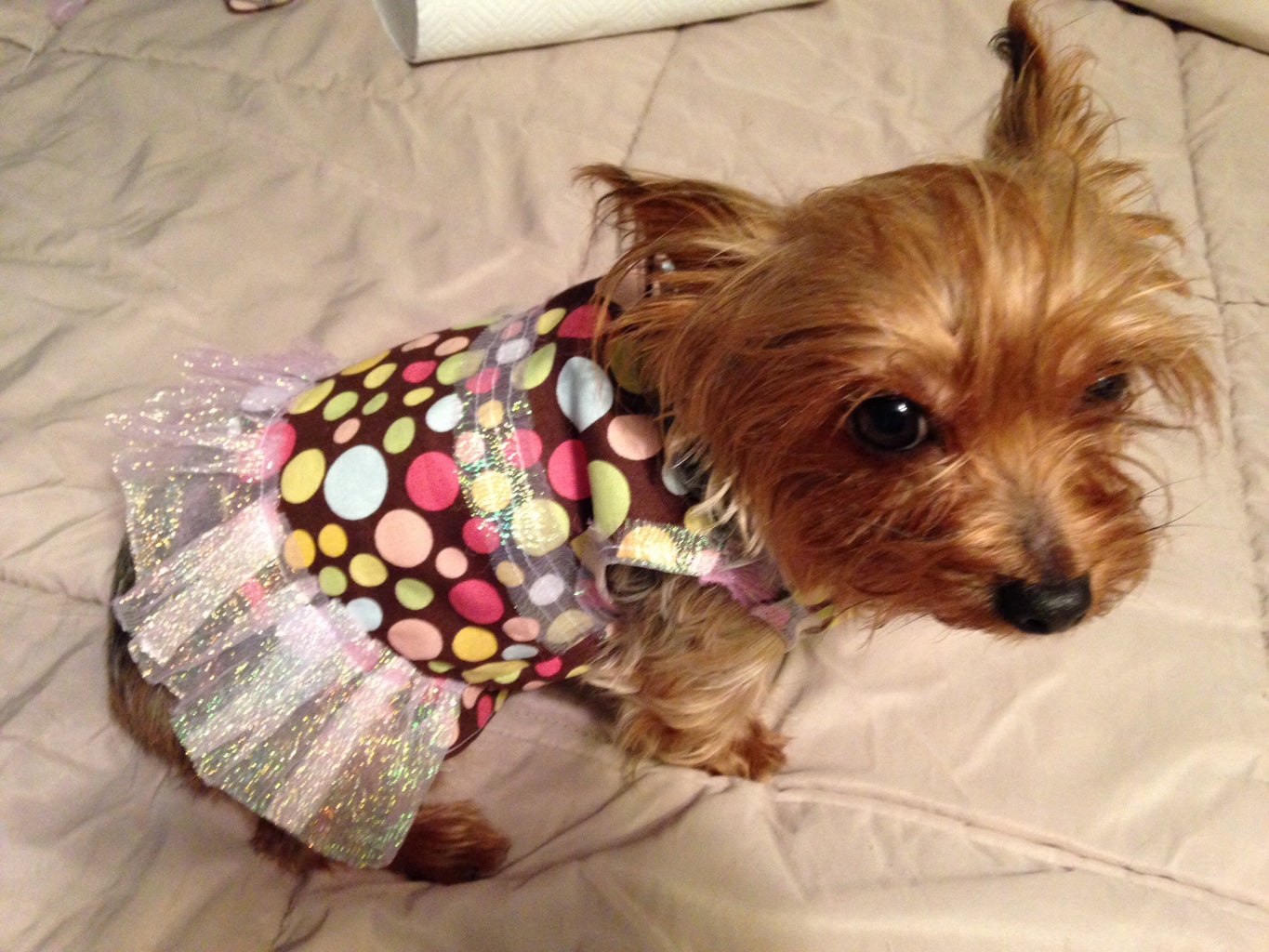 Homemade Dog Dress / Shirt for Beginners : 13 Steps - Instructables sew-a-diy-dog-coat-how-to-draft-the-pattern-youtube