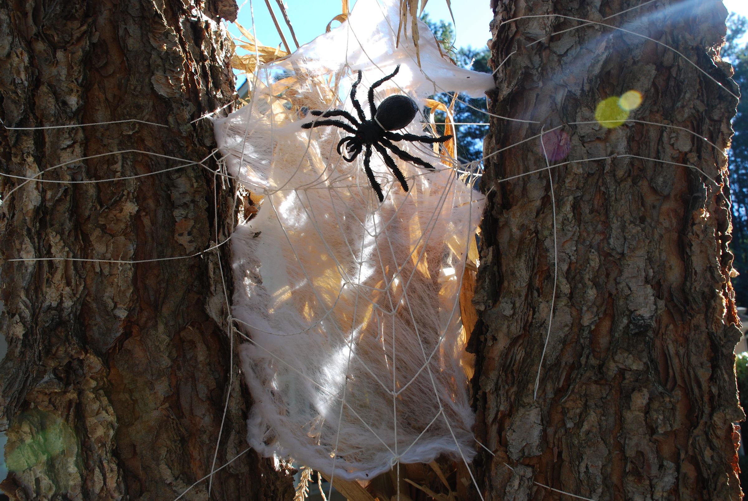 Wicked Halloween Spider Web