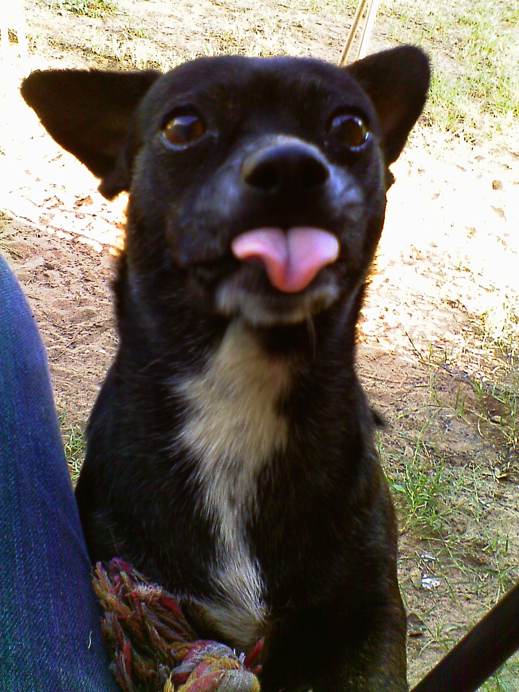 How to Take a Great Photo of Your Pet