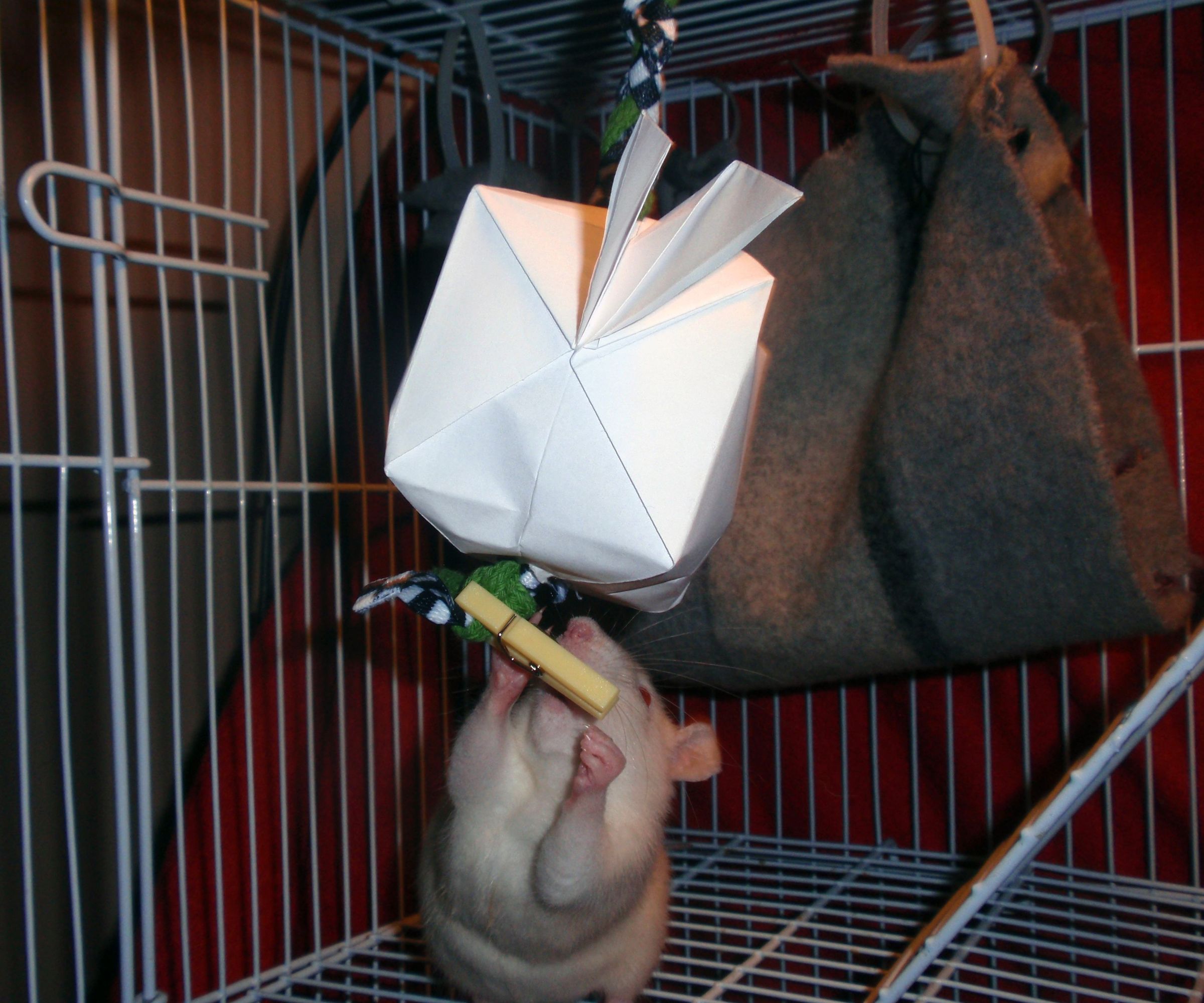 Treat filled Origami for cats or small pets!