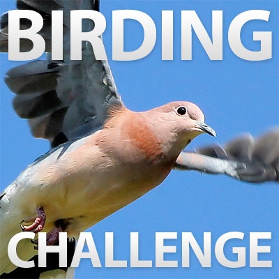 Collection Cover Image: Birding Challenge