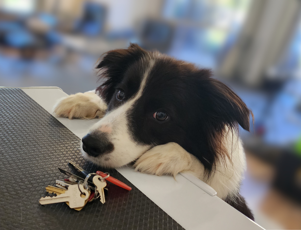 How to Teach ANY Dog to Find Your Keys