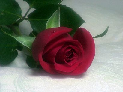 Rose Perfume