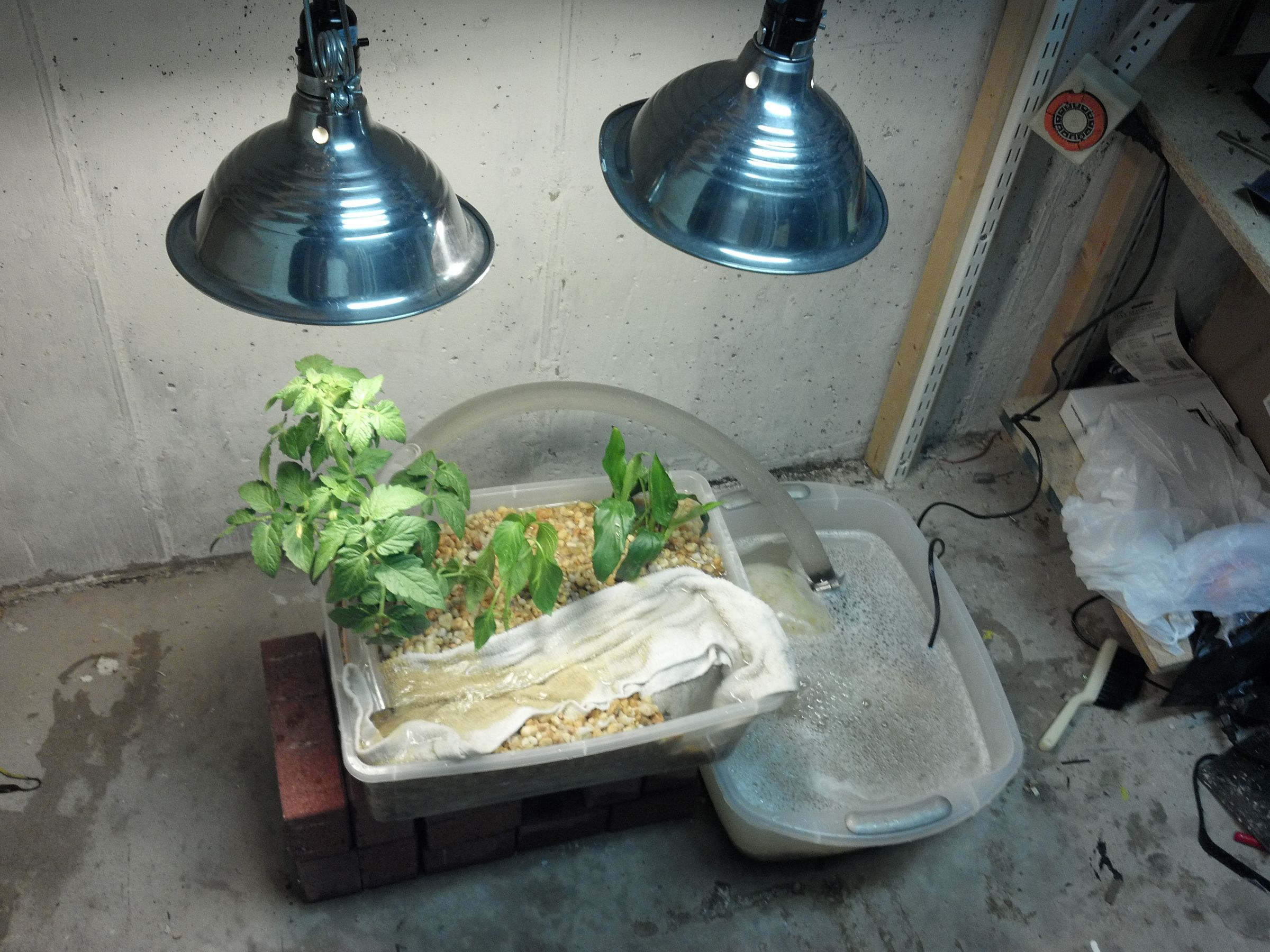 Mike's Aquaponics System