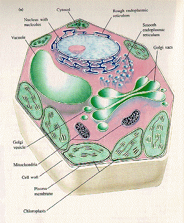 Vesicle In A Plant Cell Diagram