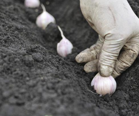How to Regrow Garlic