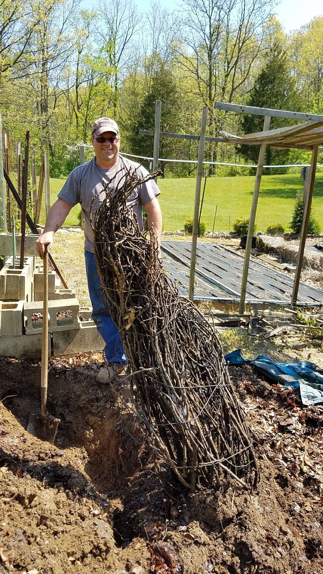 Un-Bury a Fig Tree