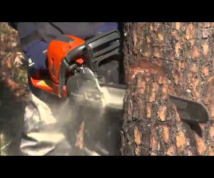 How to Fell a Tree Using a Chainsaw
