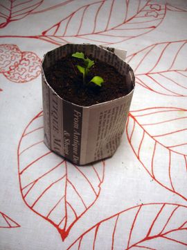 palm tree plant pot The Palm Bundle Houseplants with Planter - Large (36-48