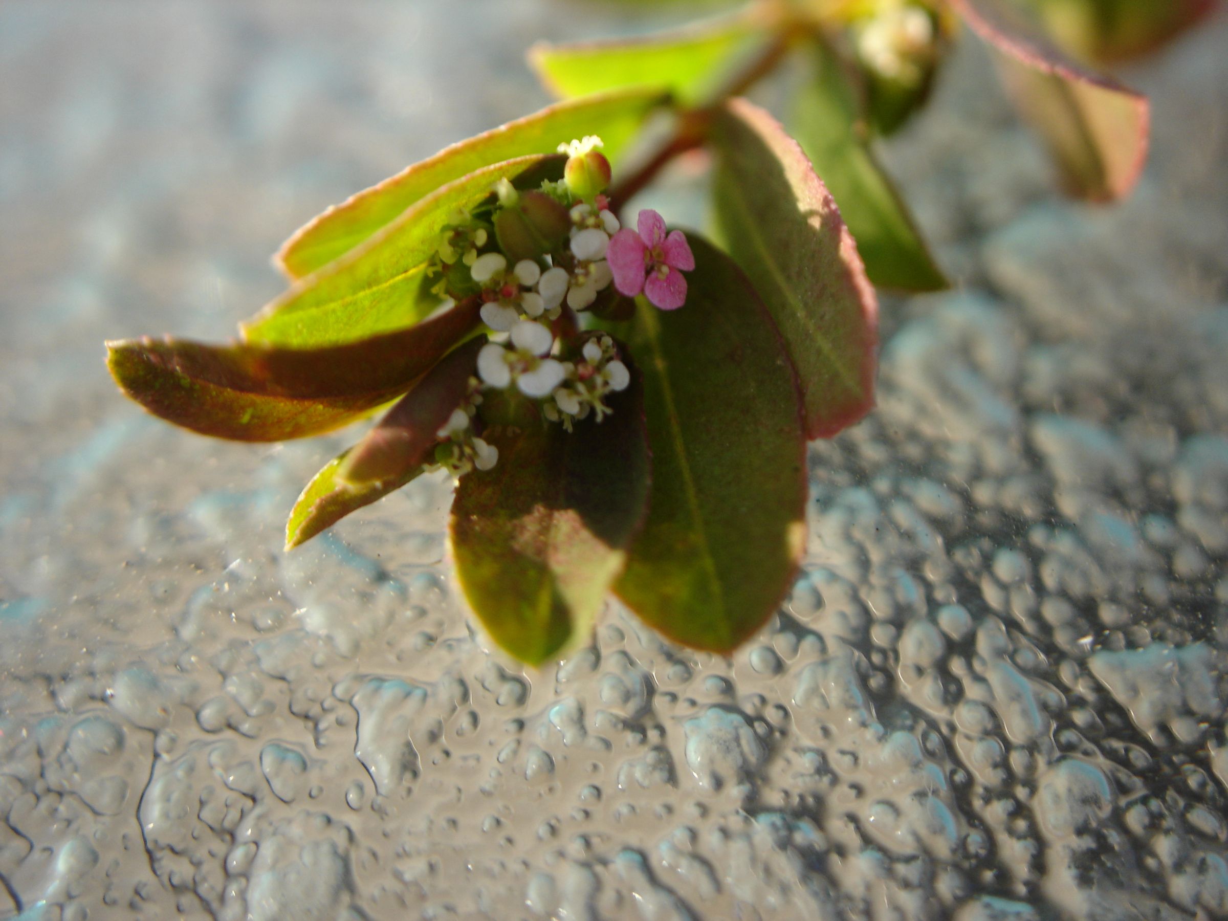 Re-purpose Your Old Digital Camera for Macro-photography