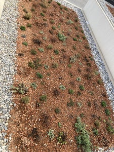 Plant the Wildflowers